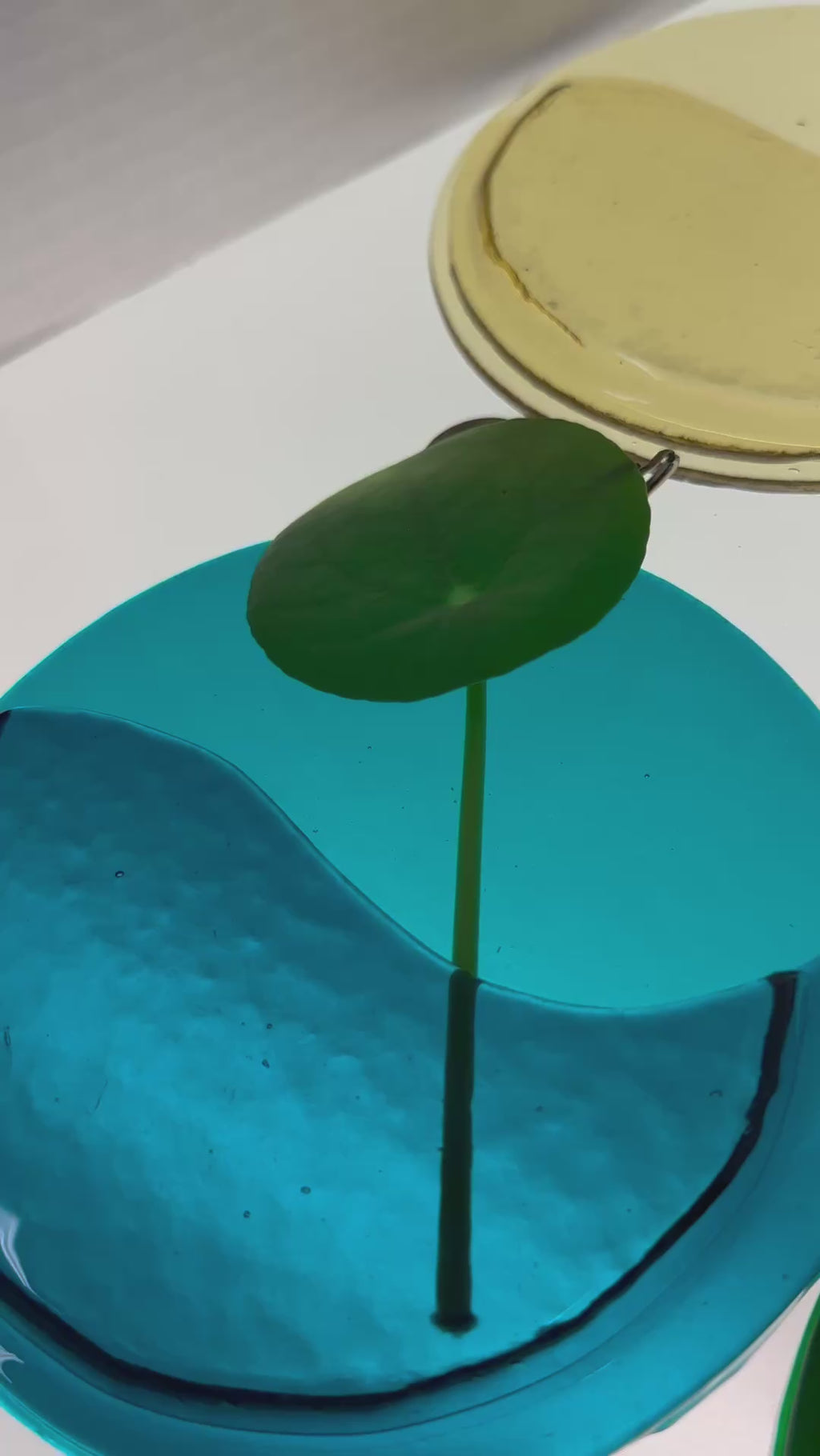 NurtureWave Propagation Vessel